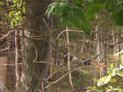 Paintball 2006.09 30